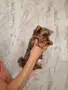 Женско йорки стандарт промоция до неделя, снимка 4