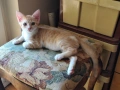 Две котарачета чакат да ги познае техния човек, снимка 4