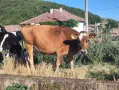 Продавам крави и телета , снимка 2