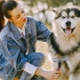 XL гребен за кучета и котки – лесно премахва подкосъм, падаща козина и заплитания, снимка 9