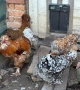 Разплодни яйца от Струмски кокошки, снимка 4