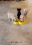 ​🐾  Мини Померан с ваксини паспорт , снимка 1