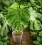 Monstera Bulbasaur Variegata, снимка 1
