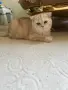Котки Чинчили и Британка, снимка 2