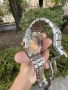 Audemars Piguet (Royal Oak), снимка 3