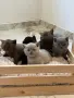 Британска късокосместа / British shorthair , снимка 3