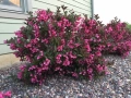 Вейгела Александра, Weigela florida Alexandra, студоустойчива, снимка 5
