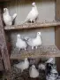 продавам гълъби, снимка 9