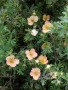 Потентила, Potentilla fruticosa 'Daydawn', студоустойчива и многогодишна, снимка 5