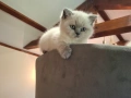 Британски колорпойнт котета, снимка 7