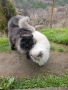 Персийски Котенца !!!, снимка 2
