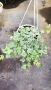  Кошница с Бръшлян Бяло чудо, Hedera helix White Wonder, студоустойчив, снимка 5