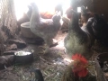 Домашни петли, снимка 11