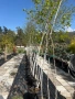 Бяла бреза / Betula pendula , снимка 4