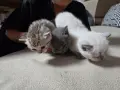 Британчета търсят нов дом, снимка 5