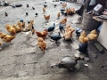 кокошки порода орпингтон и шабо , снимка 1