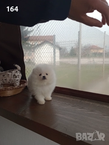 Мъжки Померан. Реални снимки от 26.03.26 г. , снимка 3 - Померан - 53989286