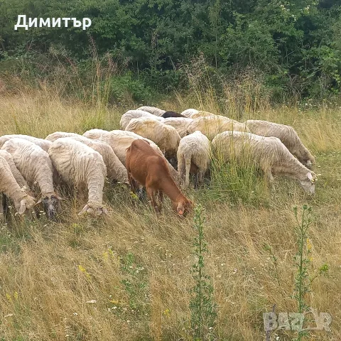 продават се 60 броя овце, снимка 7 - Овце - 55365697