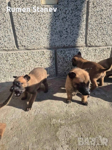 Белгийска овчарка Малиноа, снимка 3 - Белгийска овчарка - 54333379