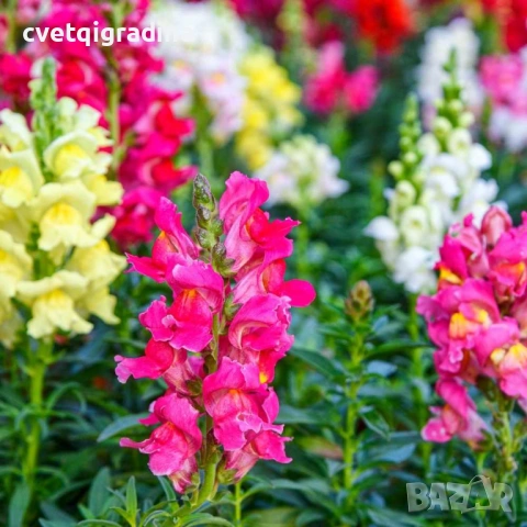 Antirrhinum Mix (Антиринум микс / Кученца микс)