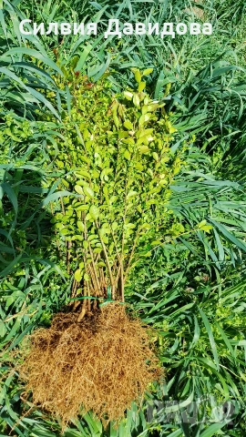 Лигуструм за жив плет , снимка 12 - Градински цветя и растения - 53835612