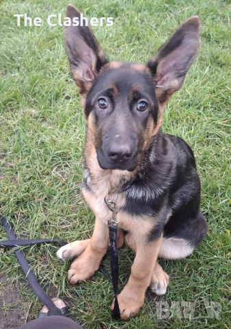 Чистокръвна немска овчарка, снимка 3 - Немска овчарка - 54178170