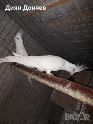 Продавам чифт бели корели , снимка 3 - Папагали - 54782485