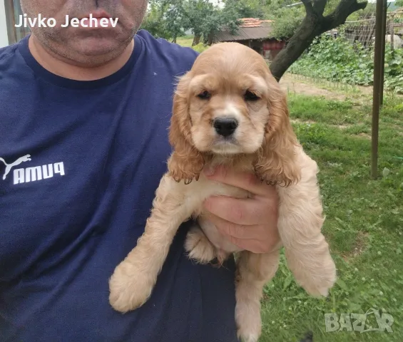 Кокер Шпаньол - , снимка 5 - Кокер шпаньол - 55324960