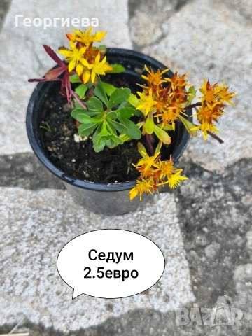 градински растения , снимка 7 - Сортови семена и луковици - 54944668