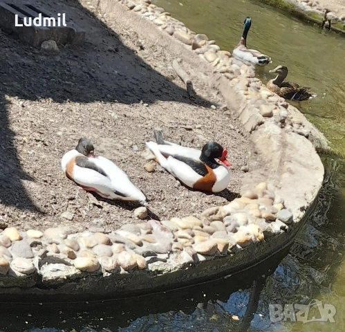 Продавам Яйца от дендроцини и бял ангъч, снимка 3 - други­ - 53902944