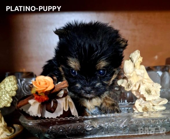 Чихуахуа мини дългокосмести, снимка 2 - Чихуахуа - 54199907