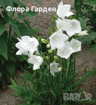 МНОГОГОДИШНИ ЦВЕТЯ, снимка 6 - Градински цветя и растения - 54702878