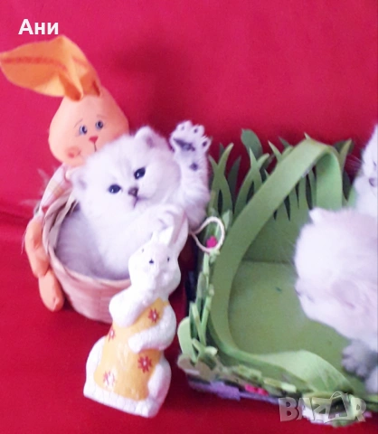 КОТЕНЦА МЕЧТА., снимка 5 - Чинчили - 54135674
