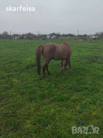 Страхотен кон 
