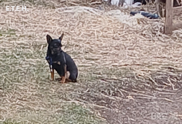 Малки мини пинчери ., снимка 2 - Пинчер - 53959090