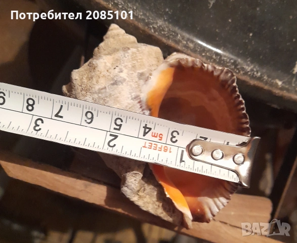 Морски рапани, снимка 3 - Други - 54126404