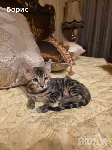 Бенгалска котка, снимка 6 - Бенгалски - 40146006