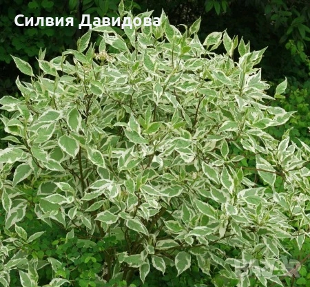 сибирски дрян , снимка 11 - Градински цветя и растения - 51841837