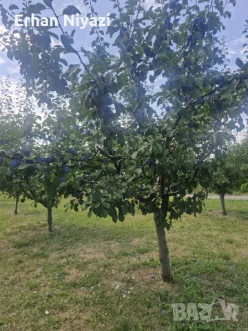 Prodavame sini slivi za pazar, снимка 3 - Други - 55430697