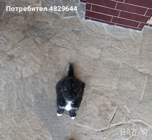 Подарявам кученца, снимка 3 - Други - 54575826