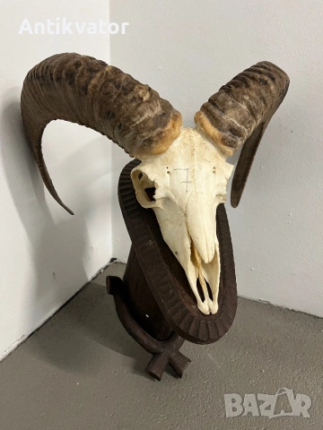 Трофеи от муфлони, снимка 6 - Декорация за дома - 54321341