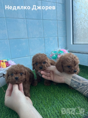 Cavapoo/Кавапу момчета, снимка 6 - Пудели - 54150900