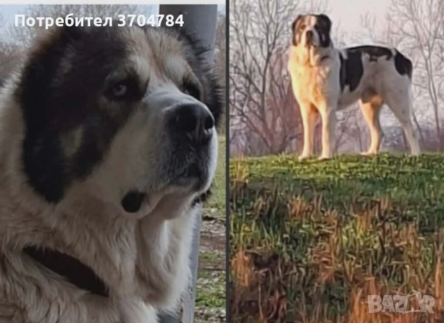 Продавам Сао алабай мъжкар и женска , снимка 2 - Алабай - 54438675
