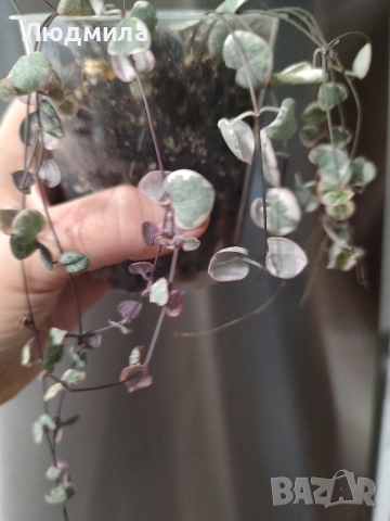 Церопегия Ууди варигата /Ceropegia woodii Variegata, снимка 2 - Стайни растения - 54899791