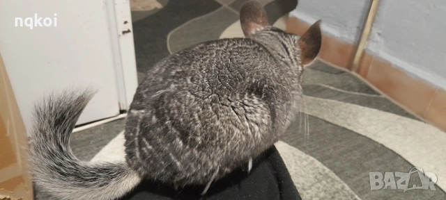 Чинчили с пълно оборудване, снимка 2 - Чинчили - 54222921