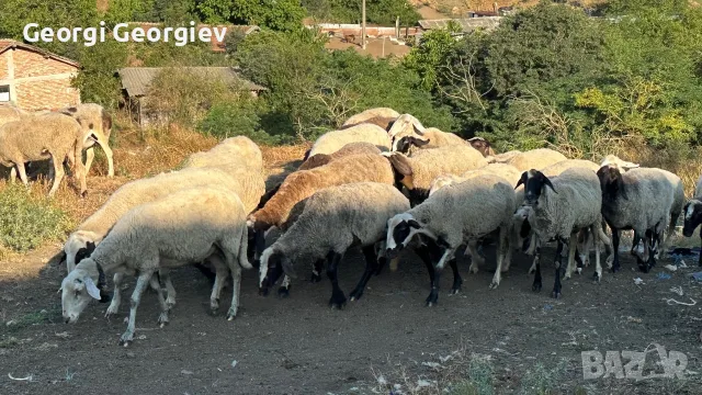 Продавам стадо от 240 овце - млади, здрави и добре гледани, снимка 14 - Овце - 55331380