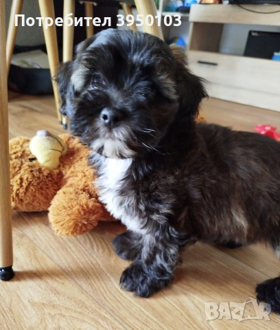 Shih poo/Mini poodle , снимка 4 - Пудели - 54574758