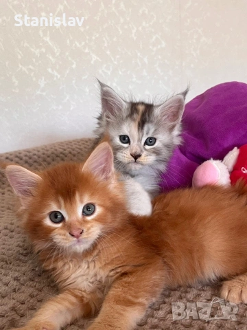 Котенца Мейн Куун