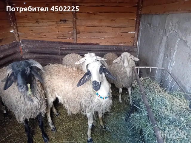 Овен Коч, снимка 2 - Овце - 54610194