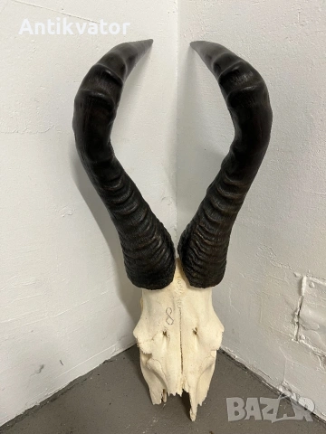 Трофей антилопа хартебест, снимка 3 - Декорация за дома - 54346388